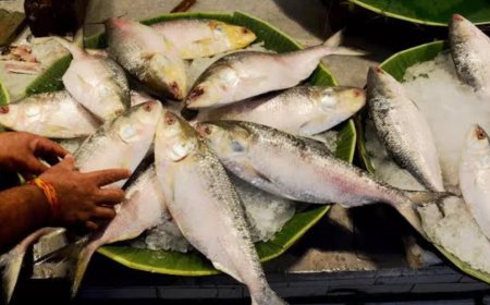 With Bangladesh banning Hilsa exports, price jumps in Kolkata and Delhi