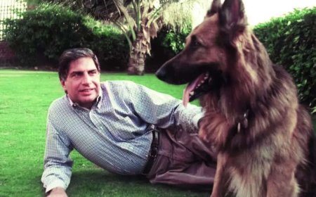 Paw-sitive legacy: Bombay House-Tata Group's century doors remain open to strays