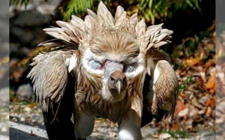 Monitored wildlife populations plummeted 73% in just 50 yrs, says WWF report; experts highlight alarming vulture losses in India