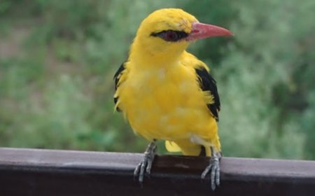 India has seen mixed results for species trends, bird populations in open habitats have declined