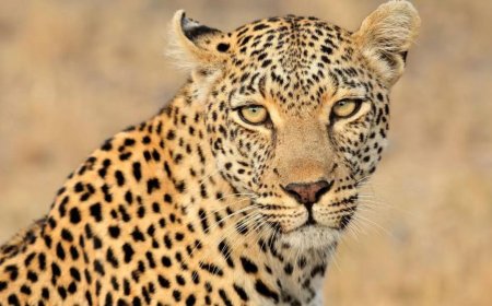 Trapped leopard gasps to death as foresters wait 12 hours for darts
