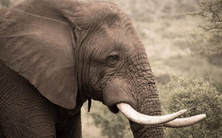 Jumbo goes on rampage, kills 1