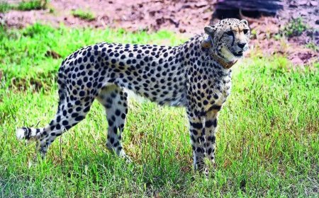 Kuno Cheetahs likely to be back in wild by October-end