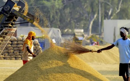 Paddy variety in focus cuts cost, pollution in Delhi-NCR