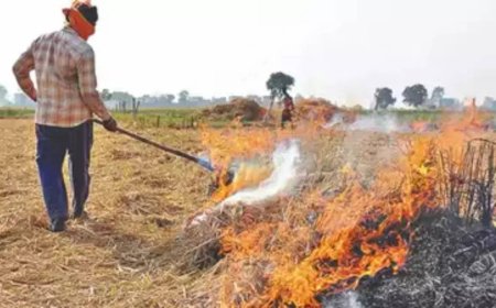 Stubble burning: SC slams Haryana and Punjab governments, summons chief secretaries