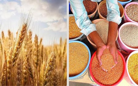 MSP for 6 rabi crops hiked ahead of sowing season