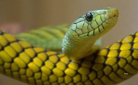 Activist saves snake with mouth-to-mouth resuscitation