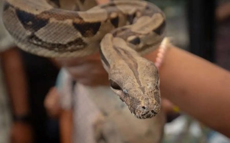 Black magic on snake-bitten man in MP hospital