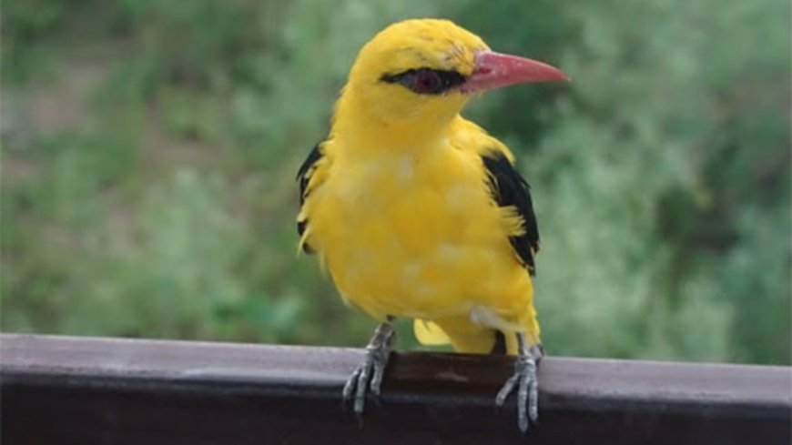 India has seen mixed results for species trends, bird populations in open habitats have declined