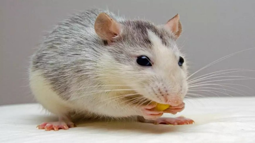 Rats destroy evidence: MP high court tells DGP to ensure maintenance of 'malkhanas'