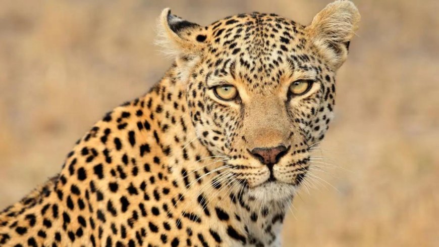 Trapped leopard gasps to death as foresters wait 12 hours for darts