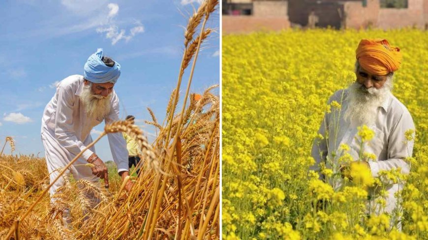 Cabinet approves MSP hike for wheat, mustard, lentil and three other Rabi crops