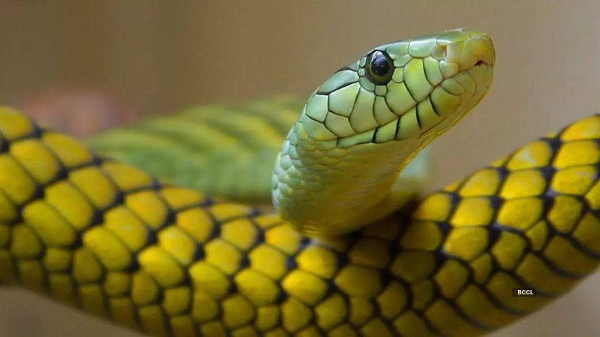 Activist saves snake with mouth-to-mouth resuscitation
