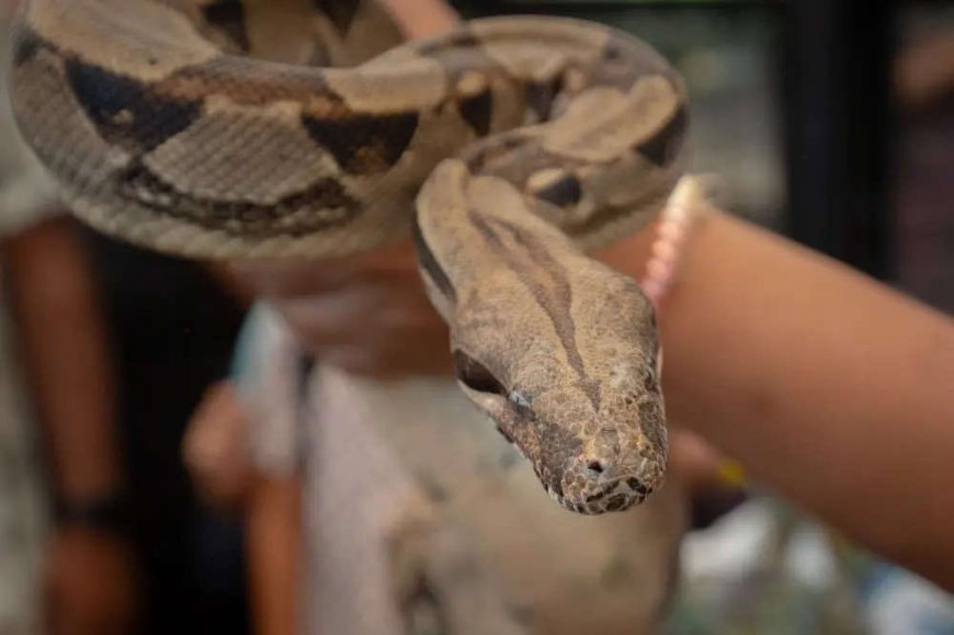 Black magic on snake-bitten man in MP hospital