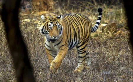 Vanishing stripes: 25 of 75 tigers missing from Ranthambore park