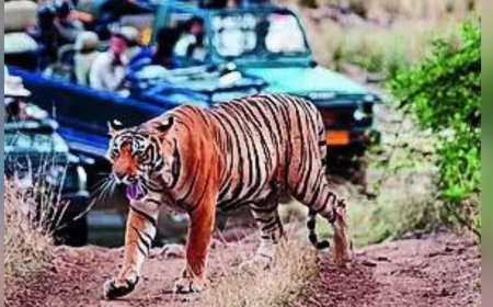 Ranthambore’s missing tigers: A tale of turf wars and human threat
