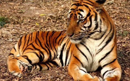 15-20 tigers missing from Telangana, claim activists