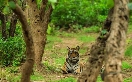 3-year-old male tiger added to Ramgarh Vishdhari Tiger Reserve in Rajasthan