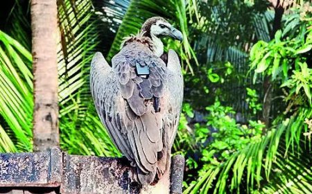 GPS-tagged vulture sparks security alert