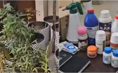 Greater Noida: Man arrested for cultivating 80 marijuana plants on balcony