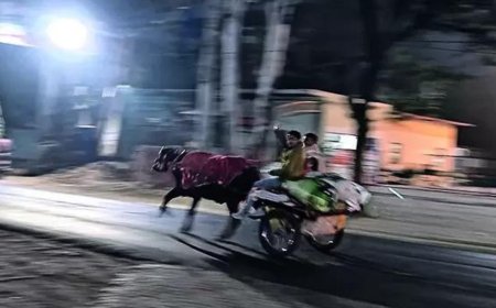 Midnight bullock cart races drive chaos across highways in western UP