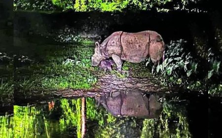 First rhino born in Guwahati zoo in a decade, name game on