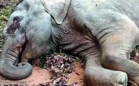 Report: Millet fungi killed MP elephants