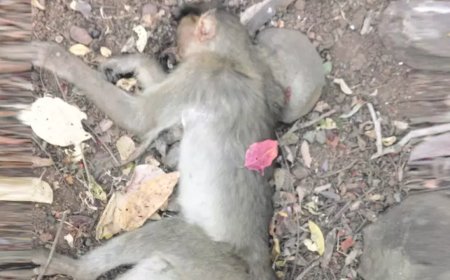 Over 100 monkeys die after inhaling pesticide in food godown, buried in secrecy