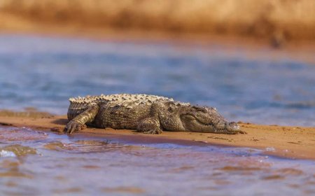 Odisha: 12 baby gharials released into Satkosia gorge