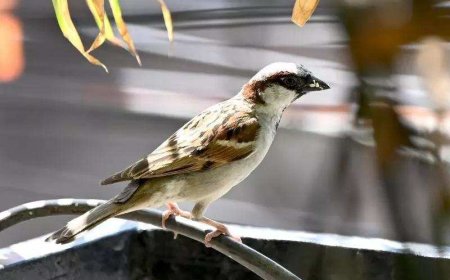 'Now sparrows seen only in pictures, videos': PM Modi