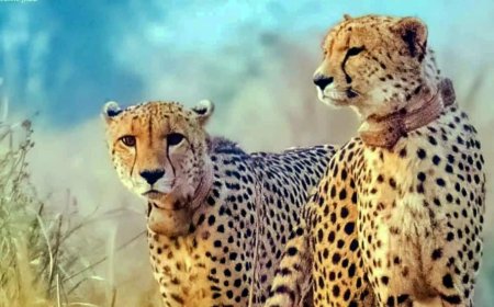 Kuno National Park celebrates new life as Nirvah gives birth to cubs