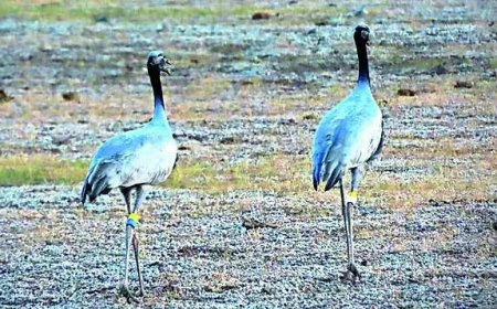 Siberia to Rajasthan, crane sets a flight record - 3,676 km