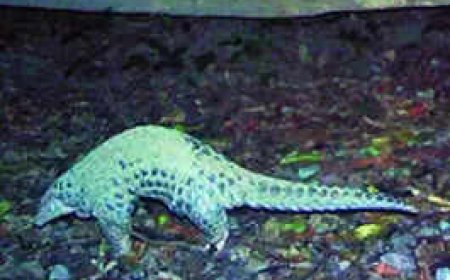 Chinese pangolin caught on cam at Assam national park
