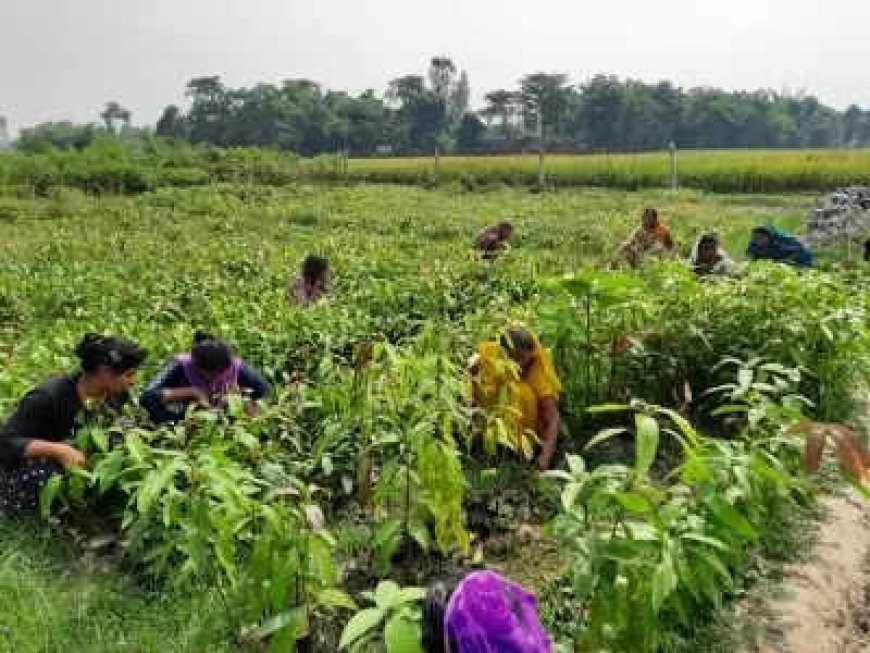 Estimates of all-time high paddy output to take Kharif food-grains production at record level during 2024-25