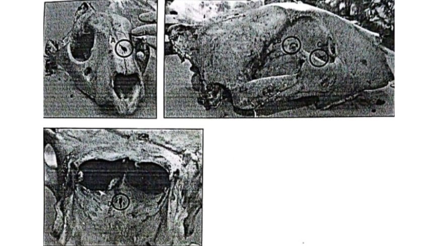 Ballistics report confirms Ratapani tiger killed by bullet pumped into its skull – First case of close-range poaching