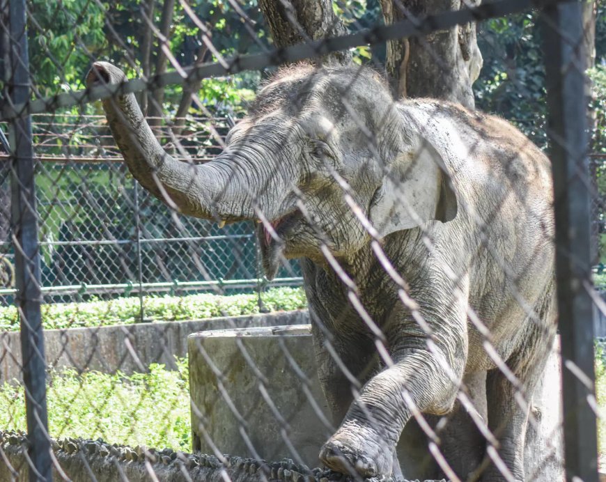 Rescued jumbo calf dies in MP