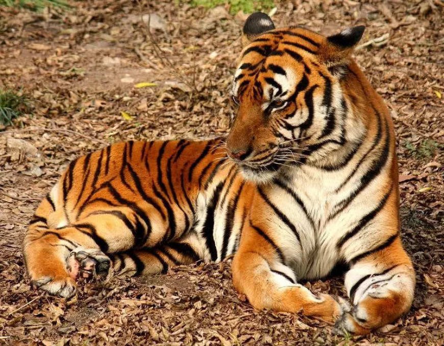 15-20 tigers missing from Telangana, claim activists