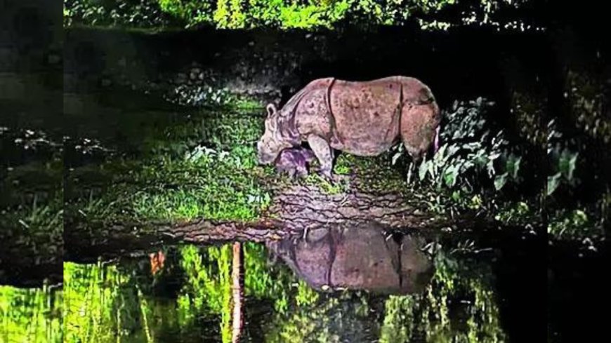 First rhino born in Guwahati zoo in a decade, name game on