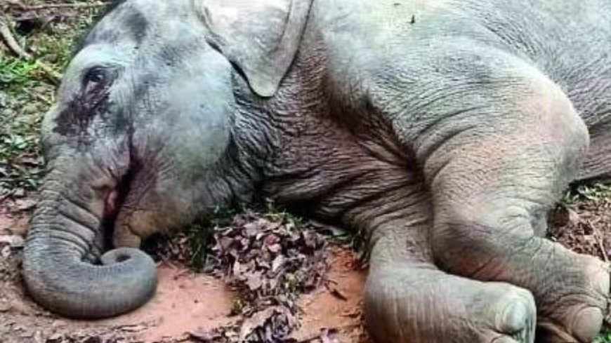 Report: Millet fungi killed MP elephants