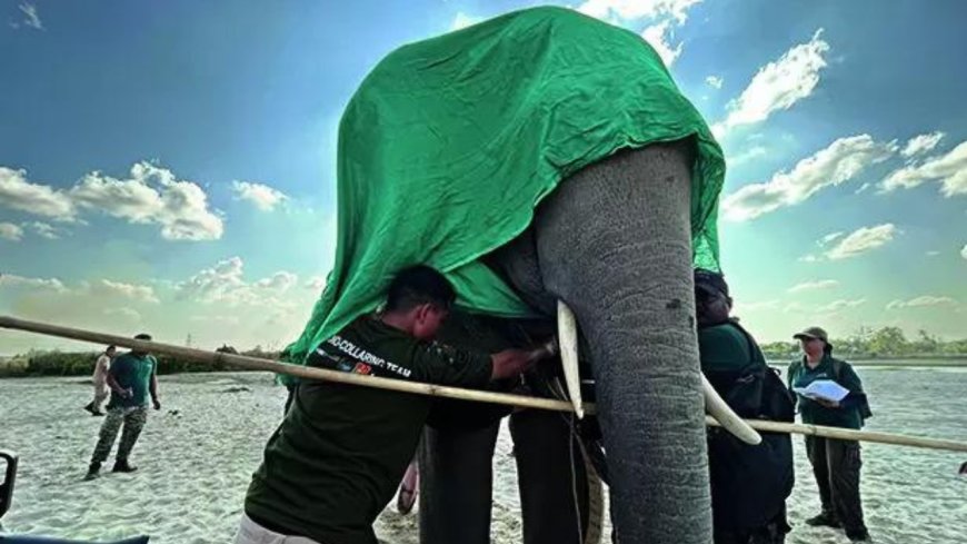 Collaring chaos to save lives, crops in Assam's elephant corridors