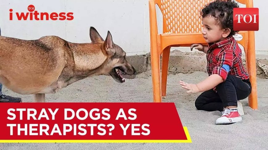 How stray dogs can make for good therapists