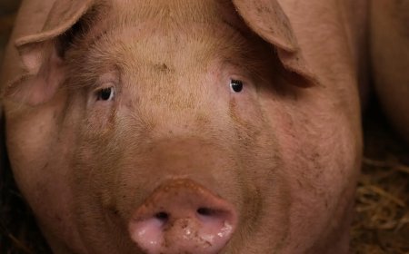 Theatre actor playing demon slaughters pig, eats raw meat on stage in Odisha