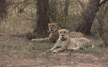 India celebrates International Cheetah Day with the release of two male cheetahs into the wild