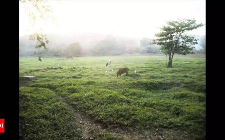 From parched earth to green pastures