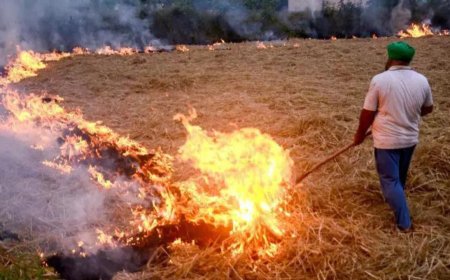 Punjab mopped up Rs 2 crore in farm fire penalties, Haryana Rs 21 lakh