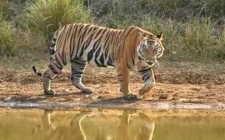 From 182 to 115: Tiger deaths in India down 37% in last 12 months
