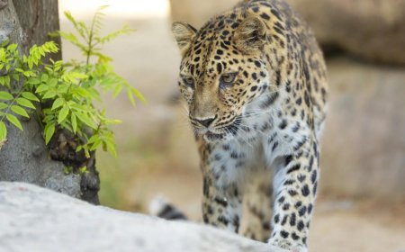 Leopard attacks 14 people in UP