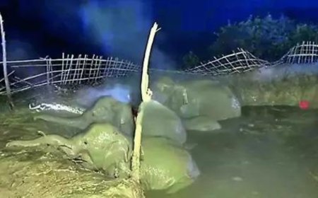 Village answers trunk calls, saves jumbos