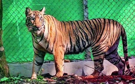 Days after straying into Jharkhand, tigress looks set for Odisha return