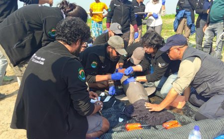 First-ever tagging of Ganges River Dolphin done in Assam to ‘deepen understanding of their conservation’